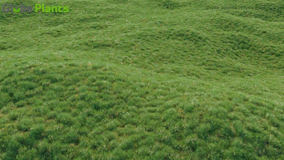 zoysia japonica — download