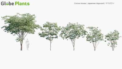 cornus kousa — download