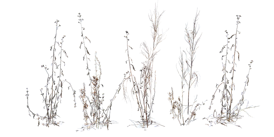 dry weeds 002 — Download