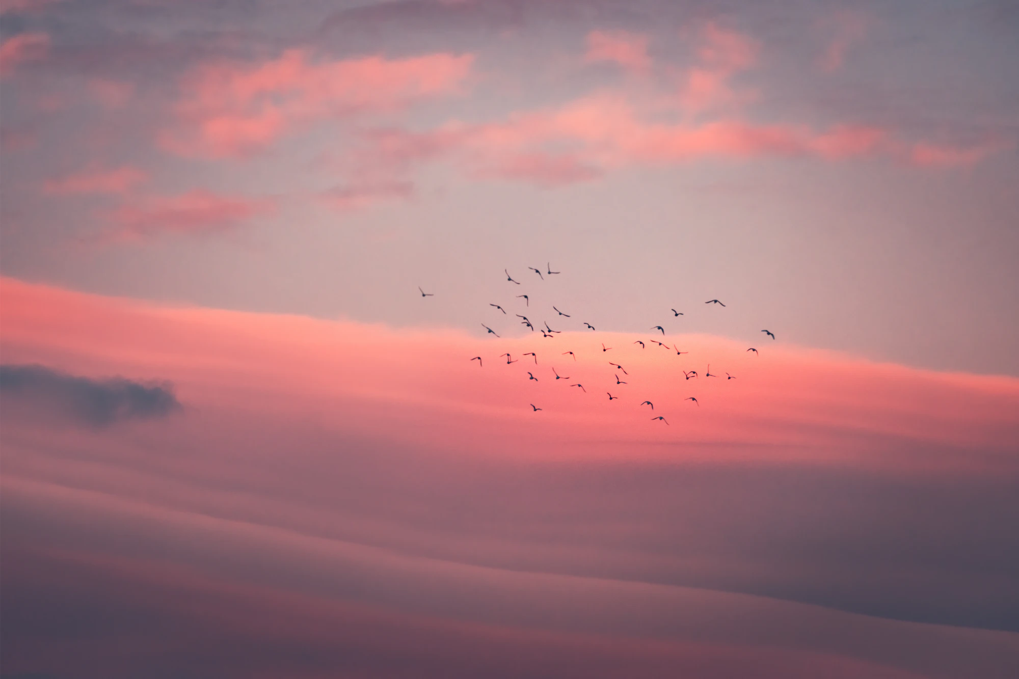 pink sky 014 — Download