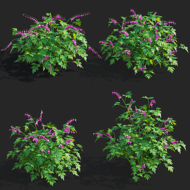 Дицентра великолепная цветы | Dicentra spectabilis — Скачать