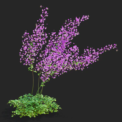 Василистник Делавея цветы | Thalictrum delavayi Purple — Вид 6