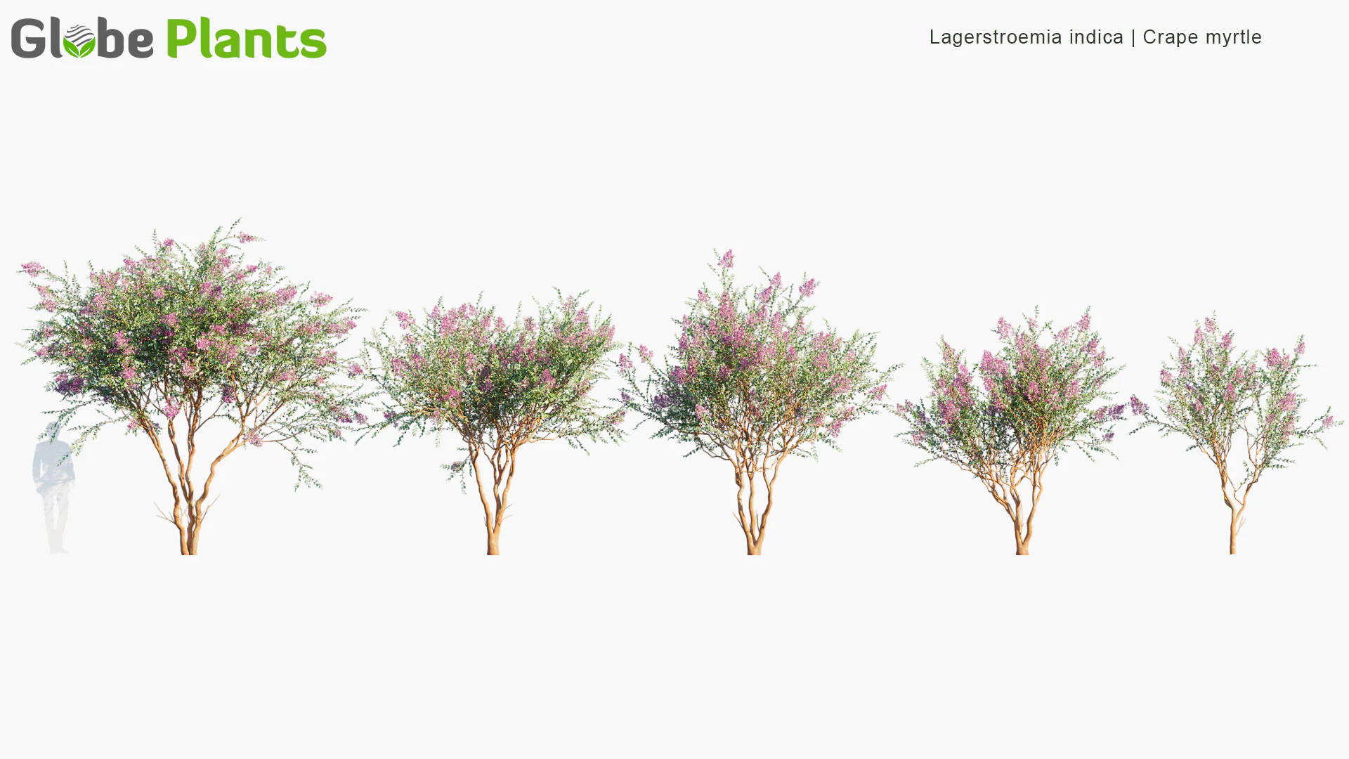 lagerstroemia indica — Download