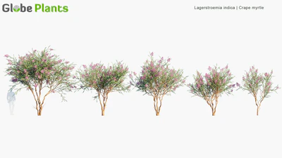lagerstroemia indica — download