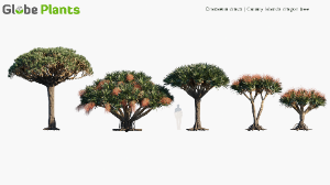 dracaena draco — download