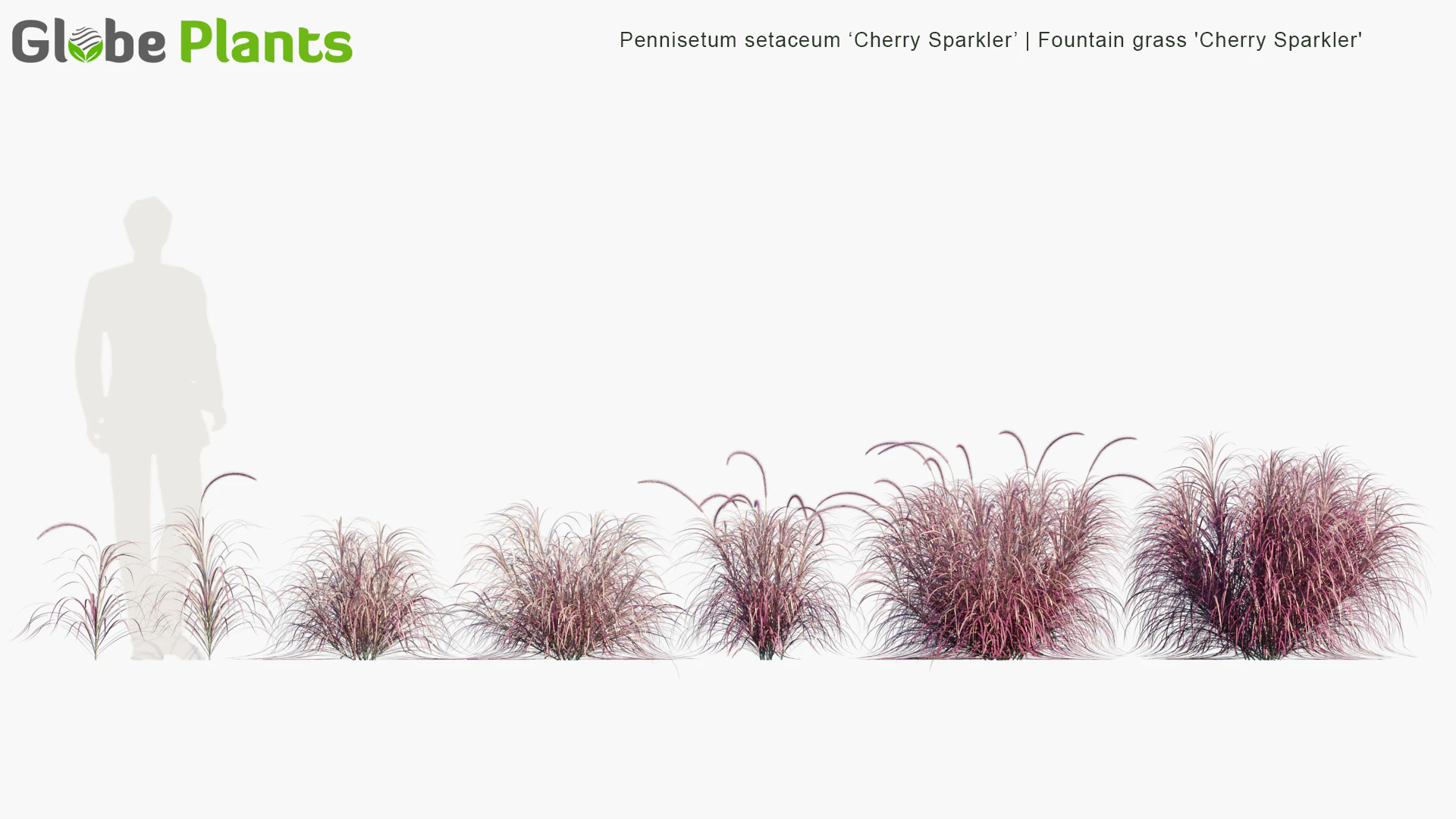 pennisetum setaceum cherry sparkler — Download