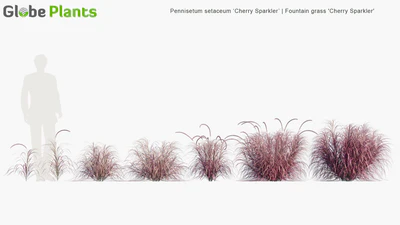 pennisetum setaceum cherry sparkler — View 3