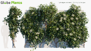 hydrangea anomala — download