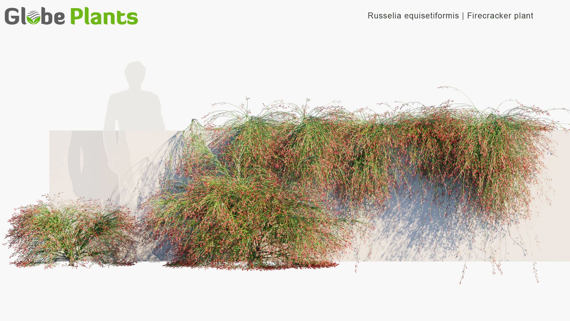 russelia equisetiformis — Скачать