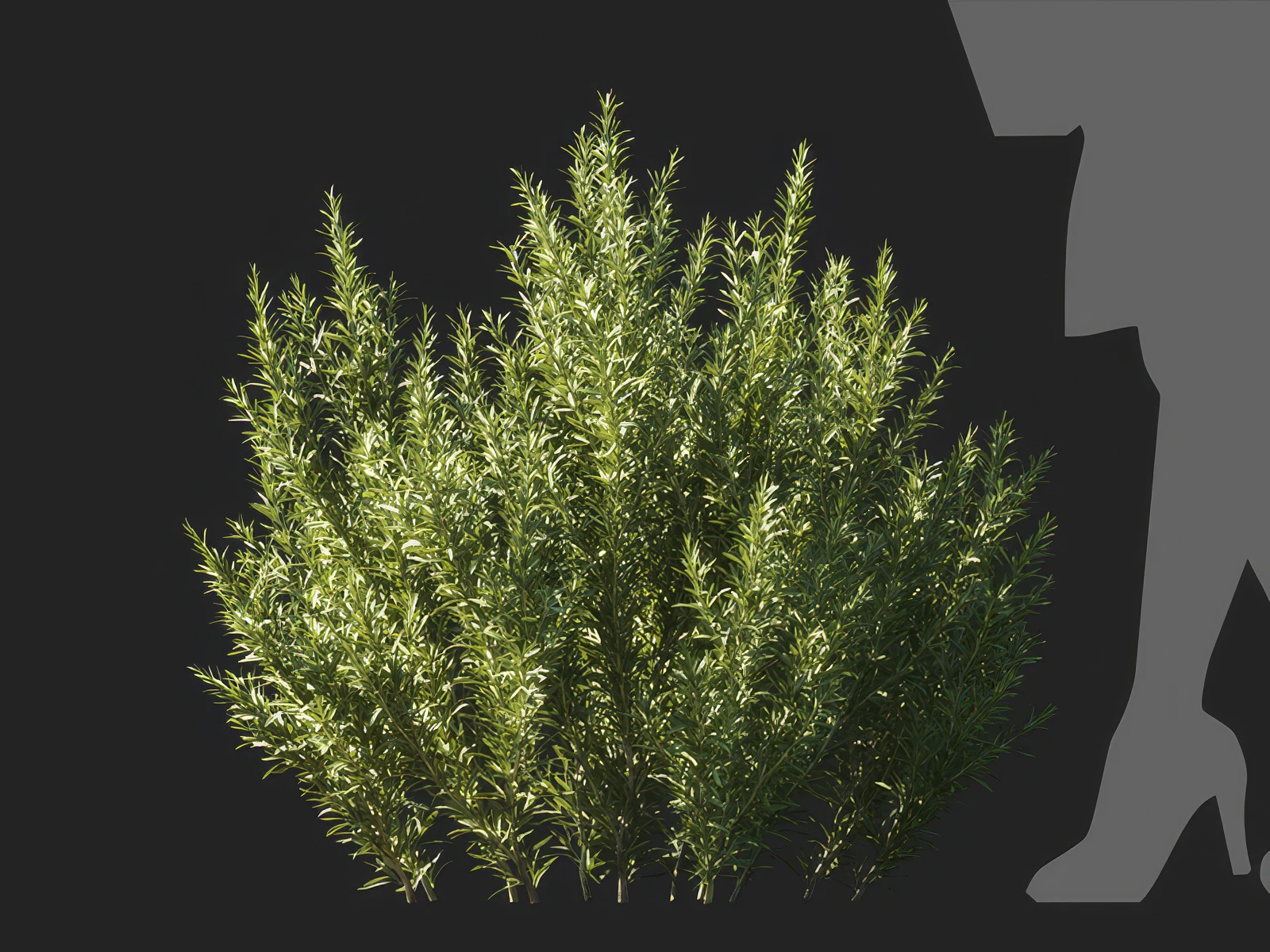 salvia rosmarinus 005 — Download