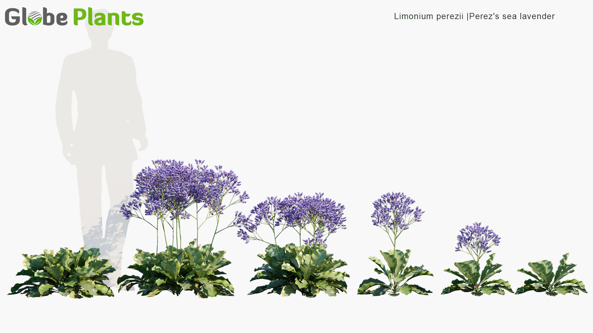 limonium perezii — Download