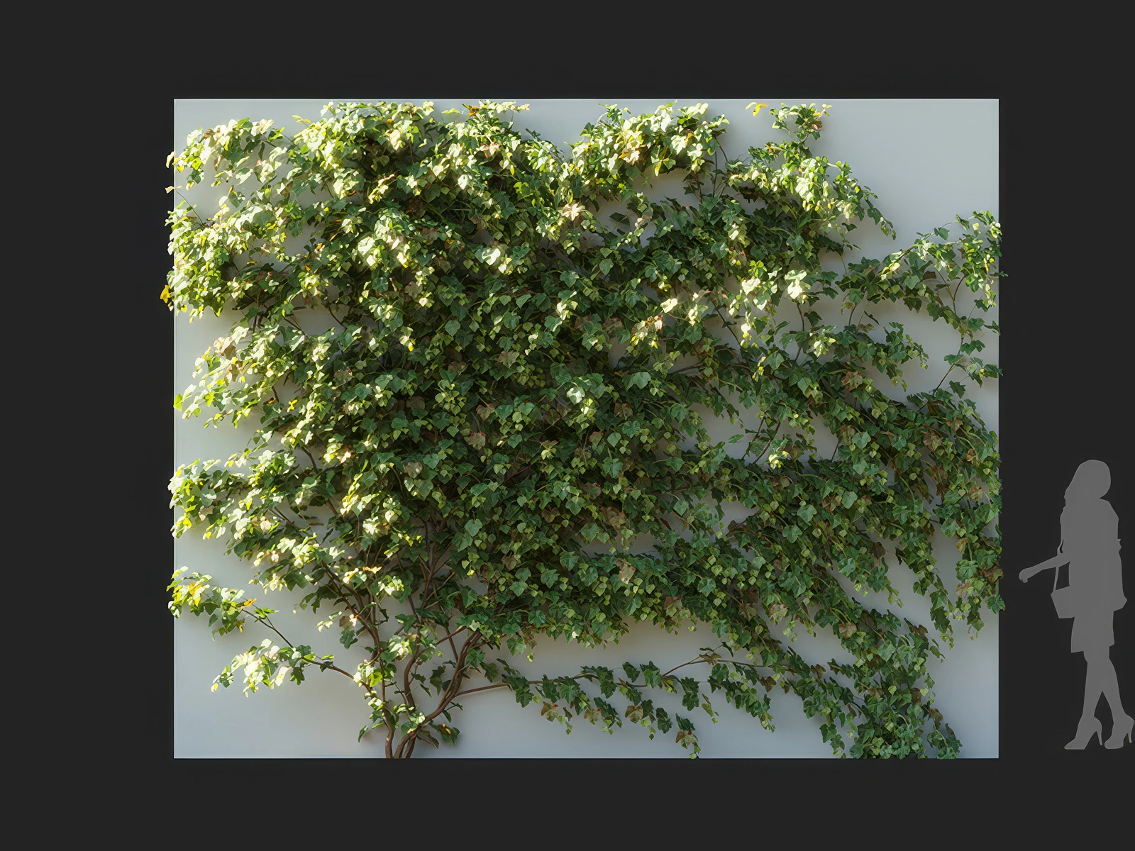 vitis vinifera 004 — Download