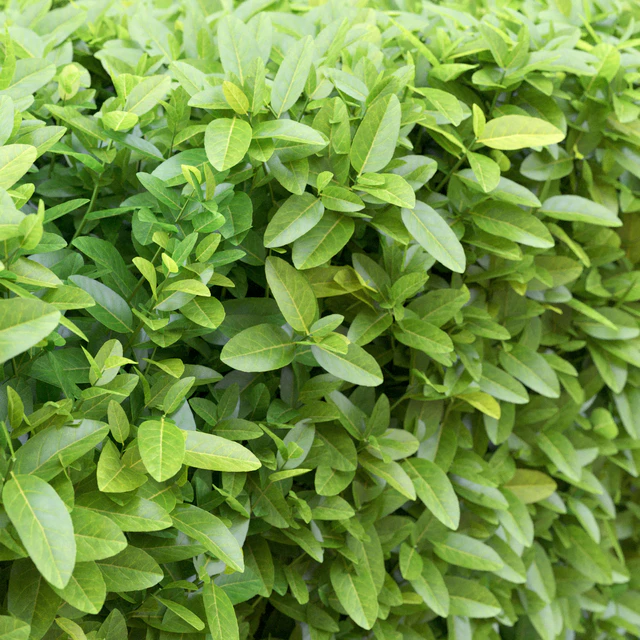 Ligustrum — Скачать