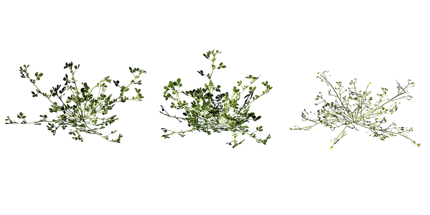 burr clover 001 — Descargar