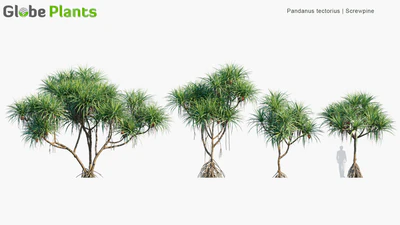 pandanus tectorius — download