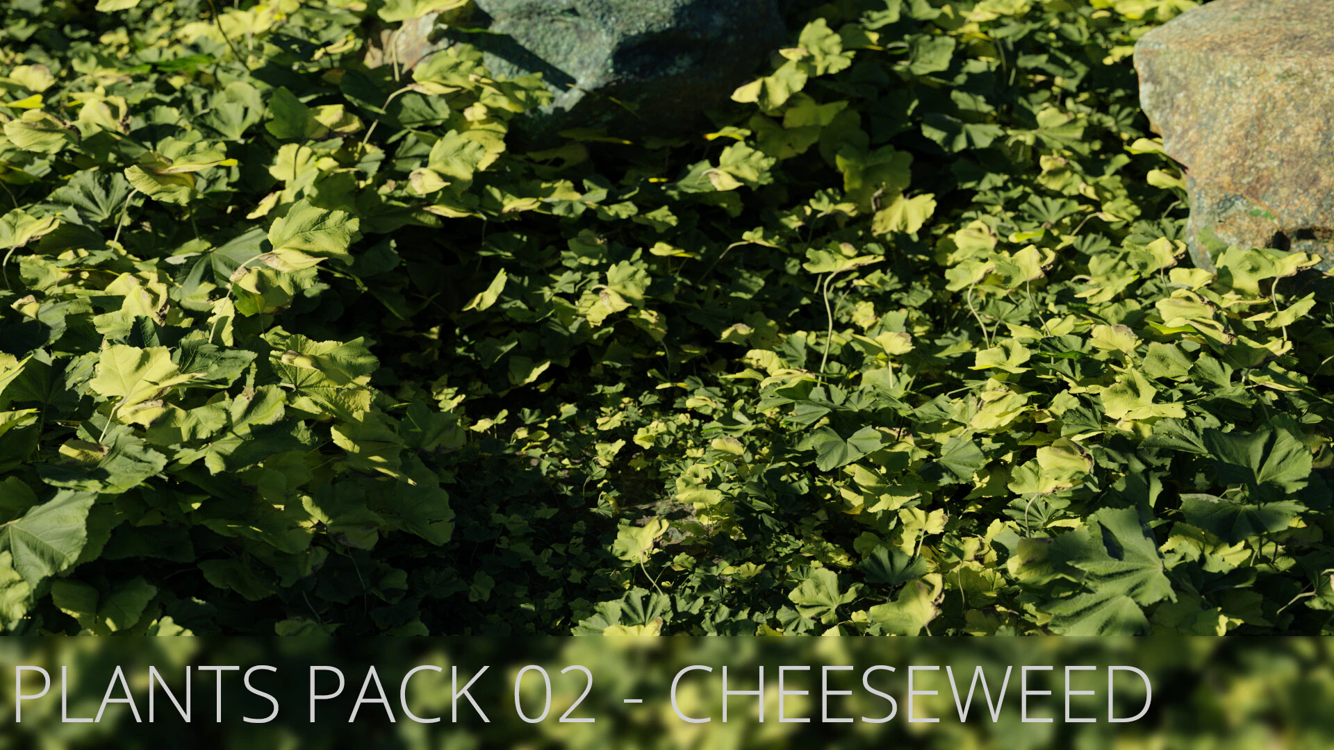 plants pack 002 cheeseweed — Download