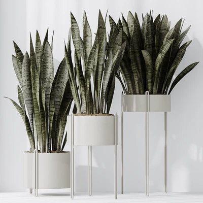 HQ HousePlants Snake Green Sansevieria Trifasciata Robusta — Ver 4