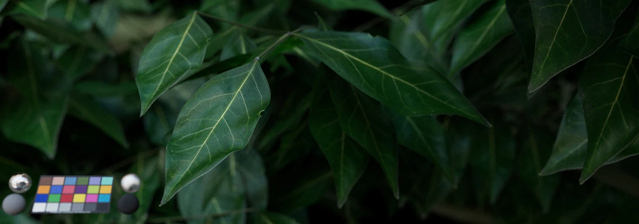 leaf 010 — Download