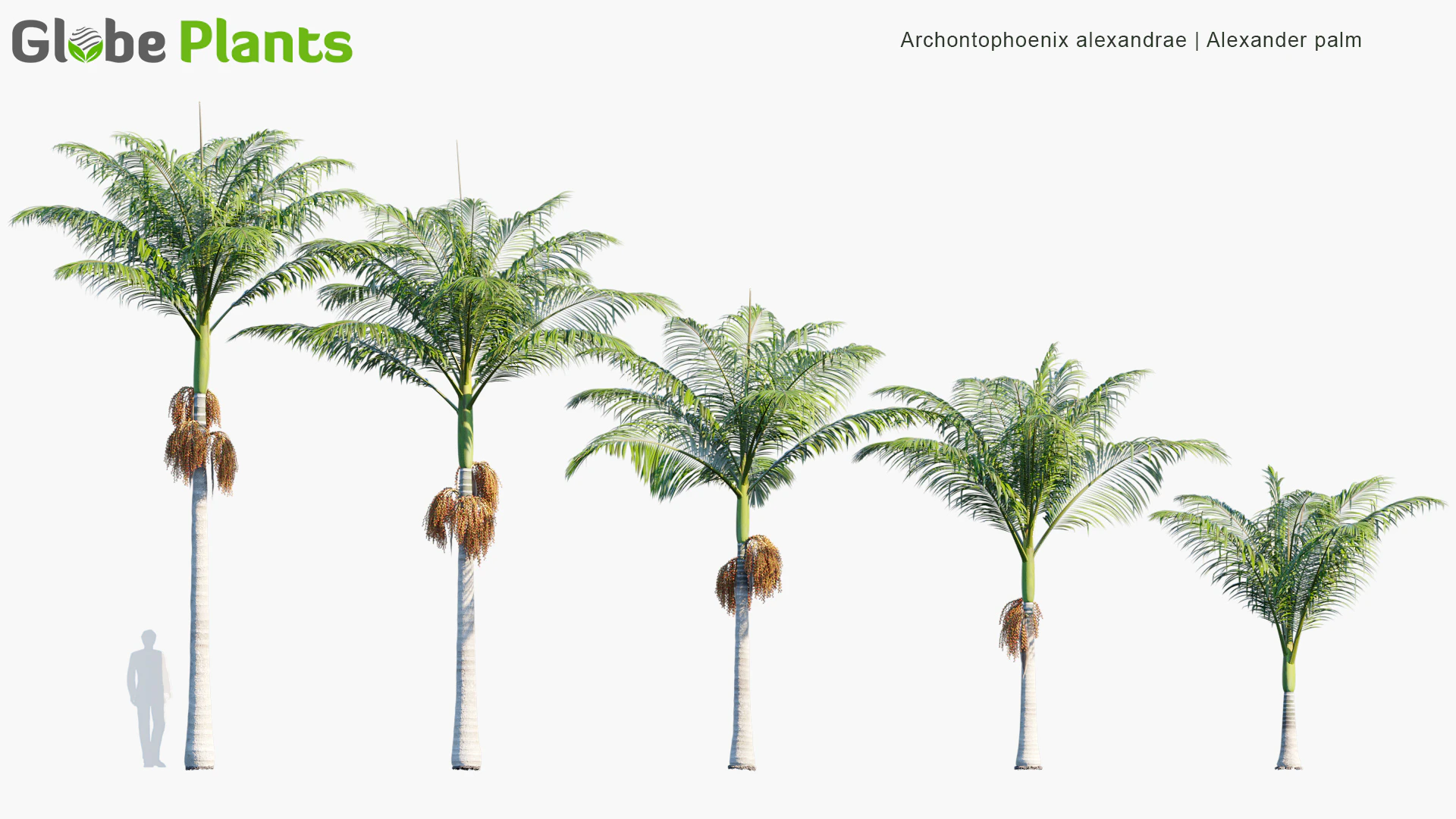 archontophoenix alexandrae — Скачать