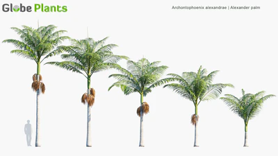 archontophoenix alexandrae — download