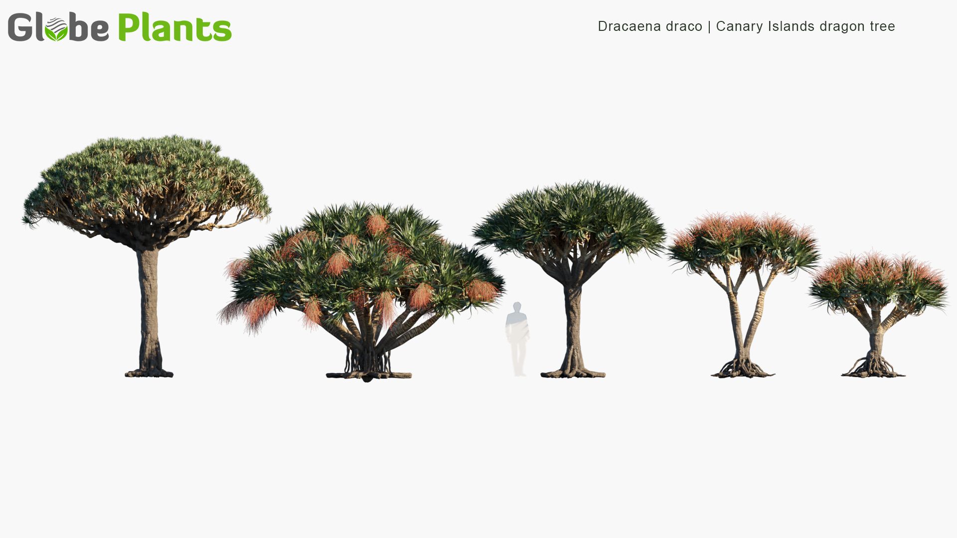 dracaena draco — Download