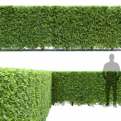 Ligustrum — Вид 6