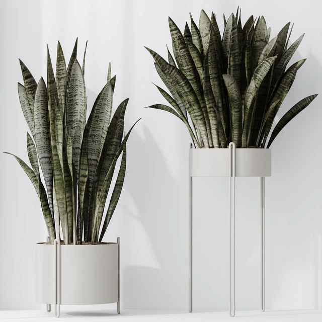 HQ HousePlants Snake Green Sansevieria Trifasciata Robusta — Descargar