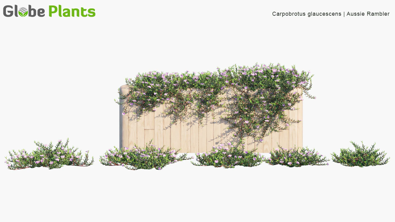 carpobrotus glaucescens — Скачать