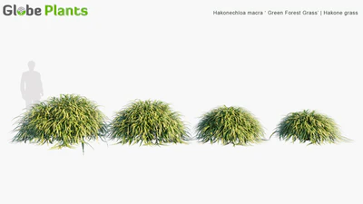 hakonechloa macra green forest grass — download