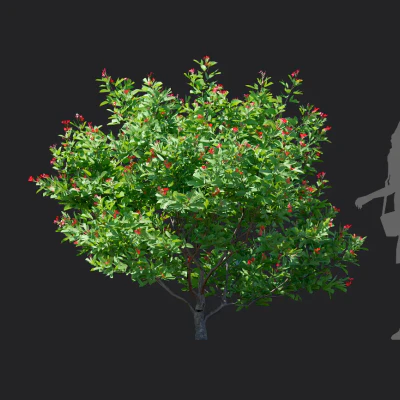 jatropha integerrima 003 — download