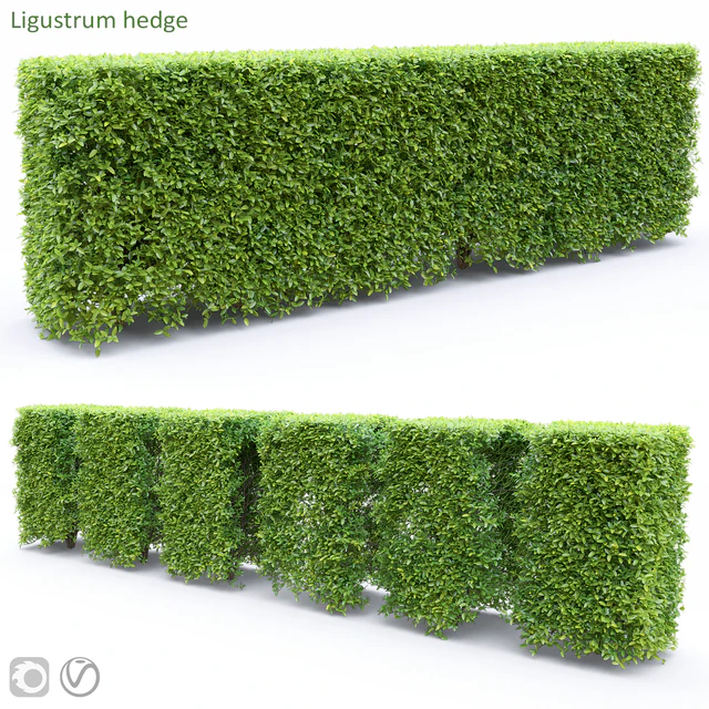 Ligustrum — Скачать