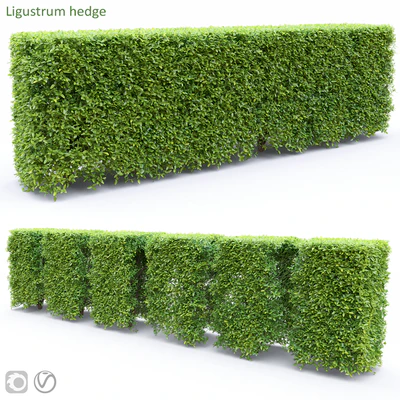 Ligustrum — descargar