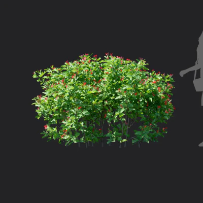 jatropha integerrima 005 — download