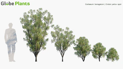 codiaeum variegatum — download