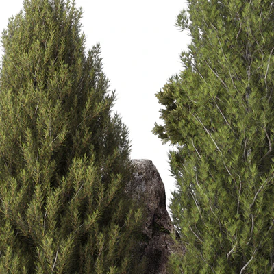 backyard and landscape pine tree garden and rocks 269 — Вид 6