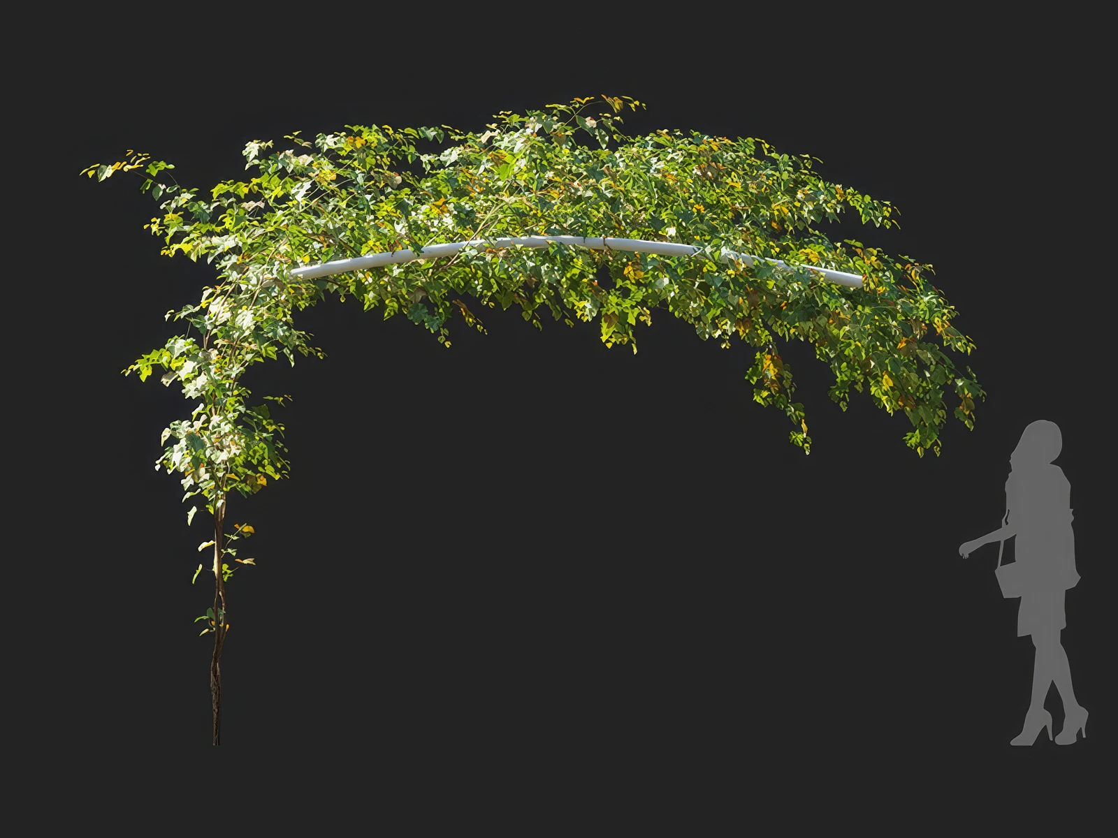 vitis vinifera 002 — Download