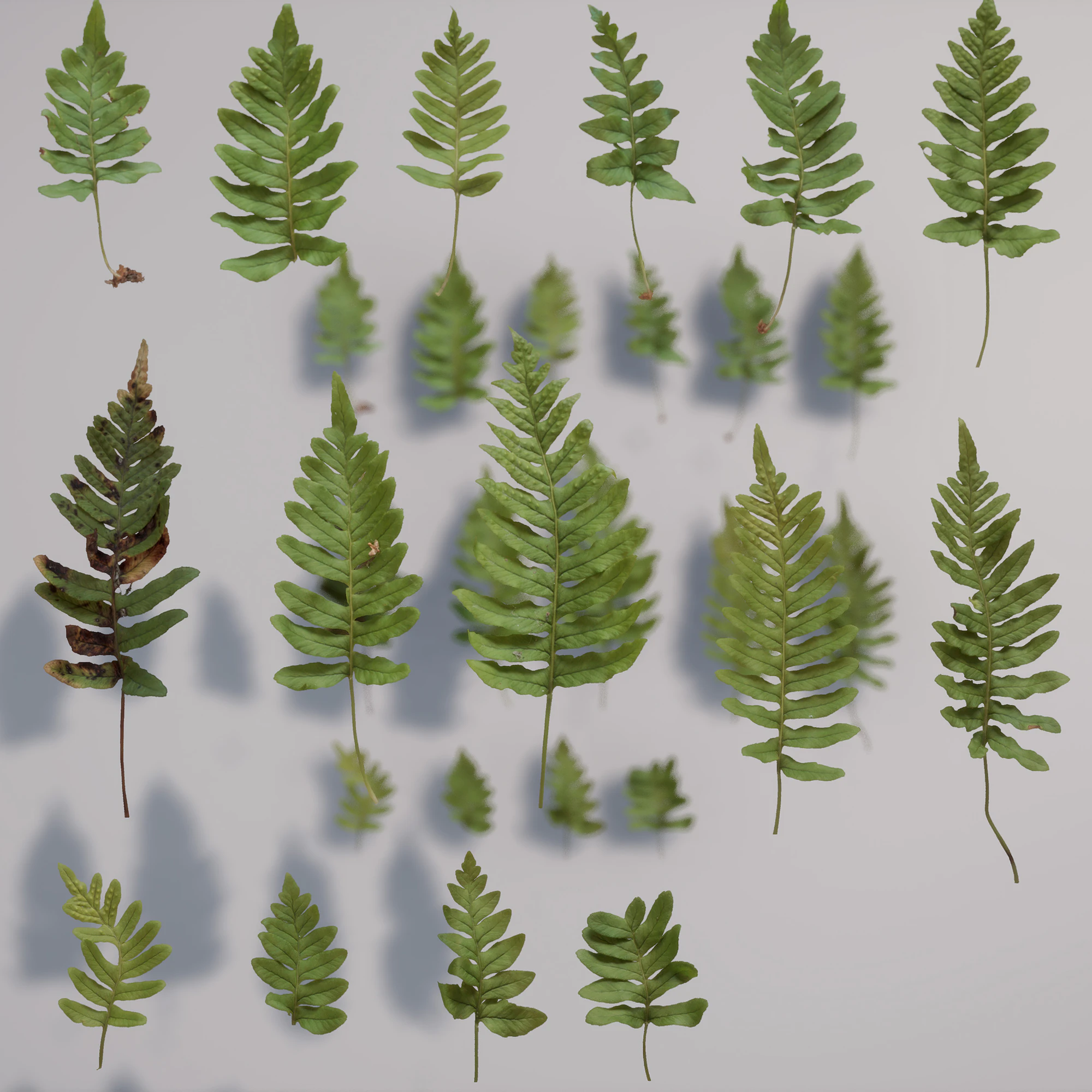 polypodium vulgare — Download