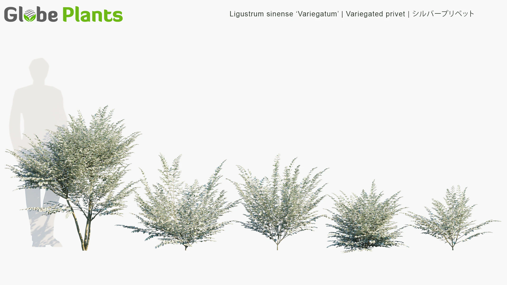 ligustrum sinense variegatum — Download