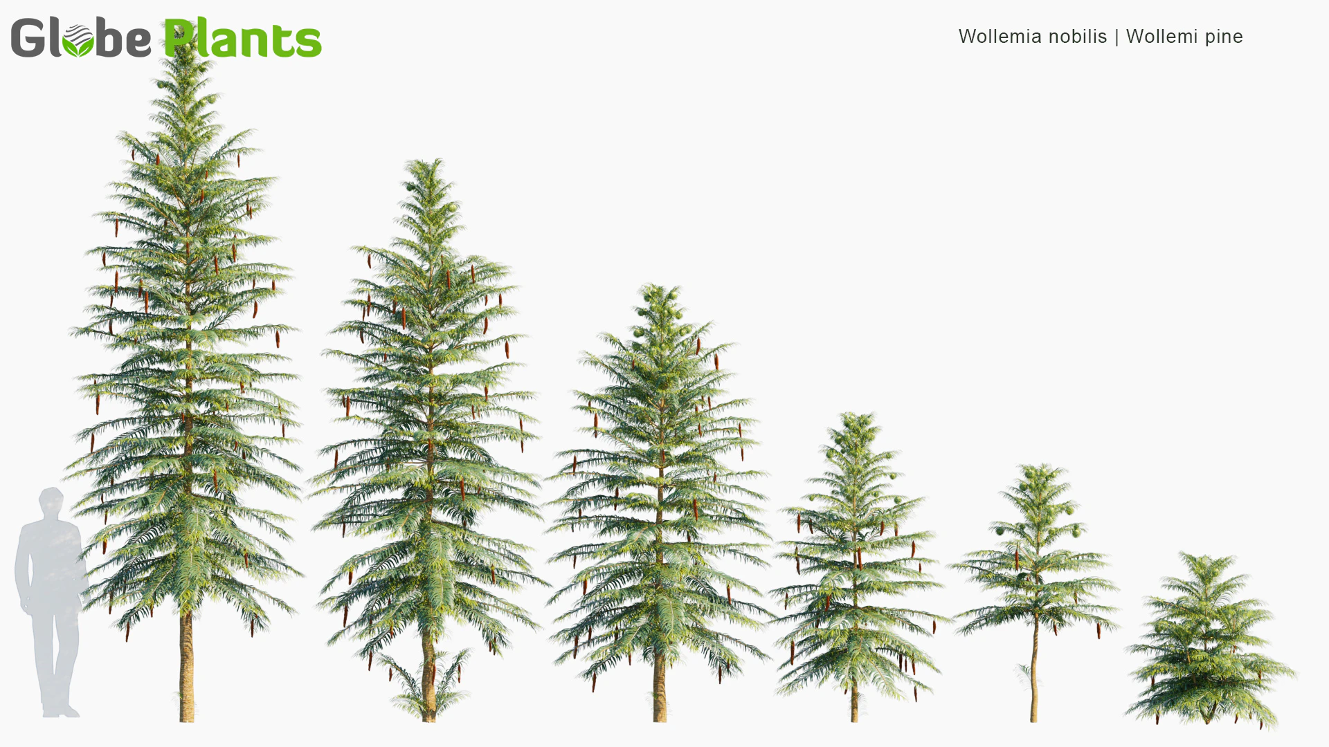 wollemia nobilis — Download