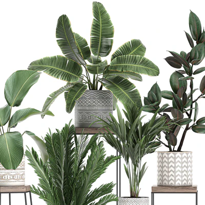 Коллекция маленьких растений на цветочной подставке в горшках с Пальма, фикус, стрелиция, полка с цветами. Набор 702 — Вид 5