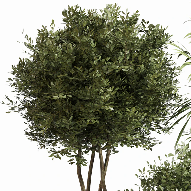 Indoor Plant Set 053 — Скачать