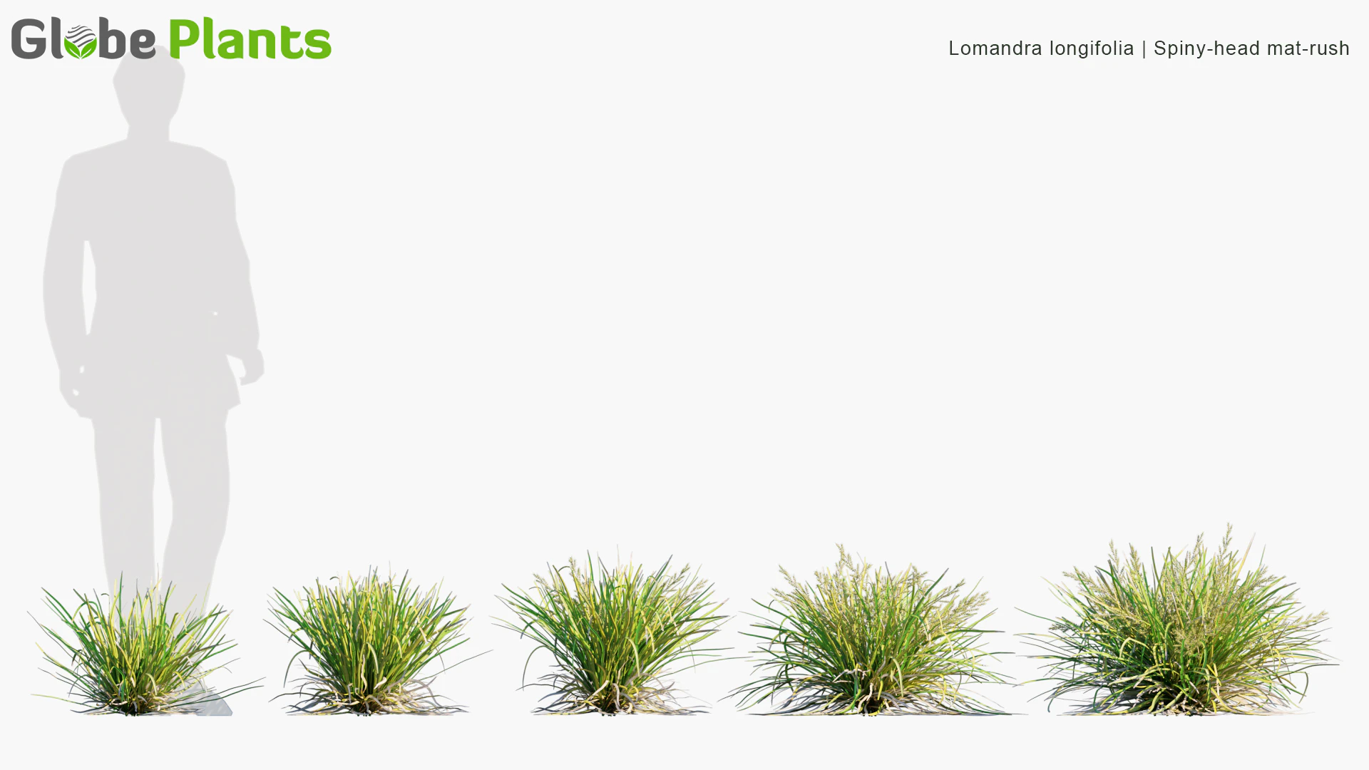 lomandra longifolia — Download