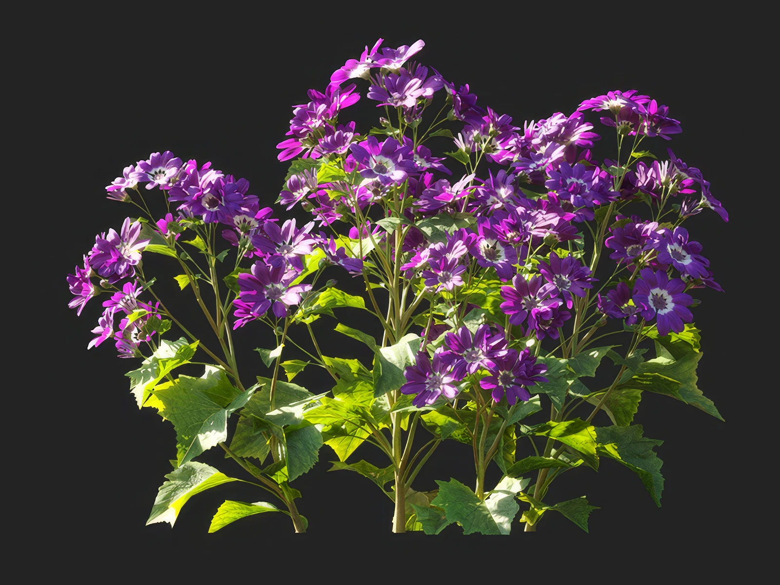 pericallis x hybrida 003 — Скачать