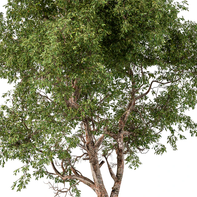 Broadleaf Tree Set 217 — Descargar