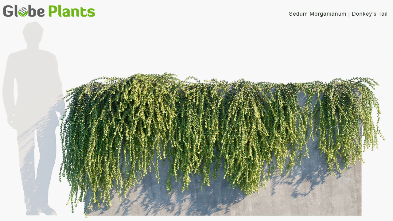 sedum morganianum — Скачать