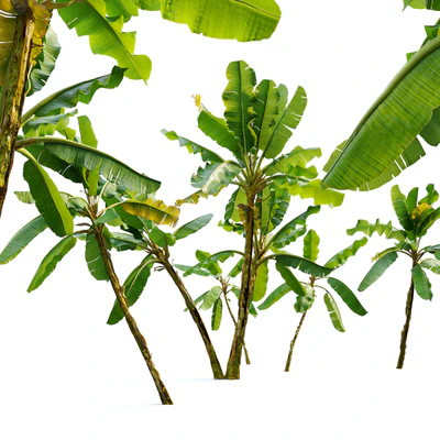 Banana tree 02 — Ver 5