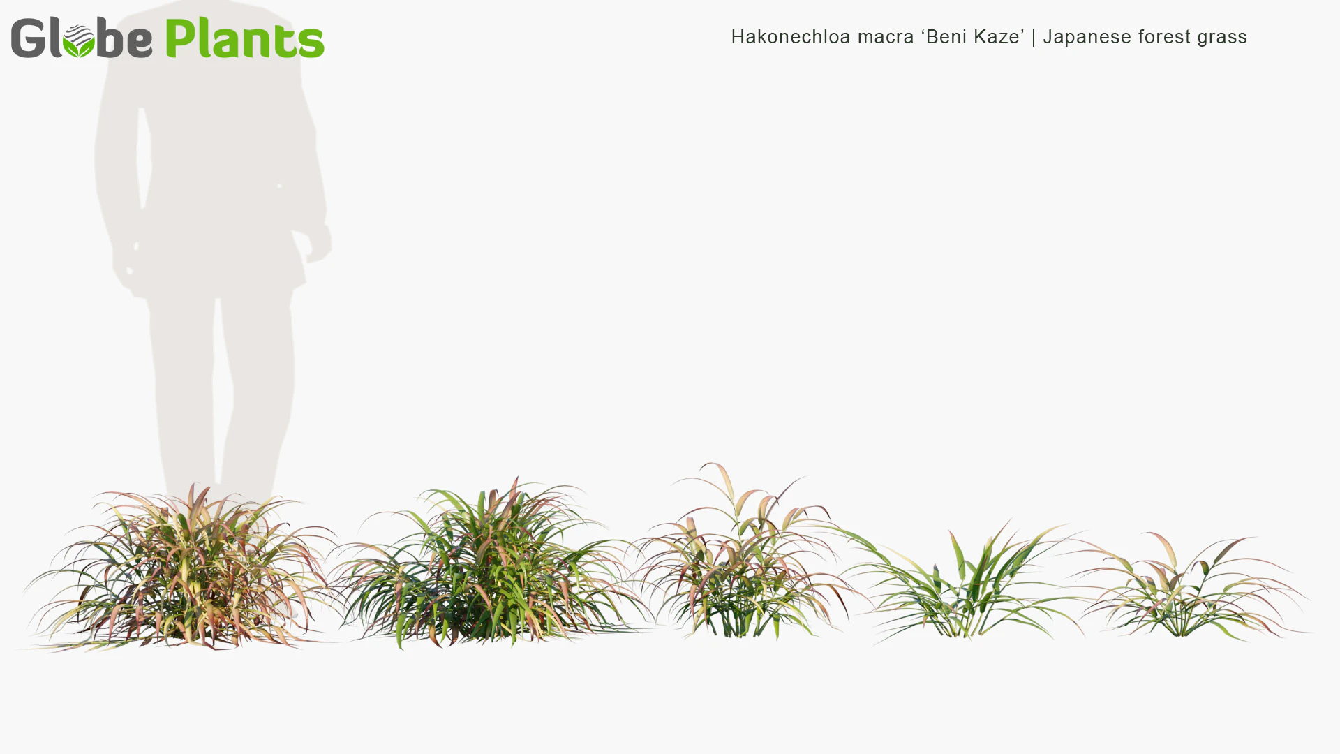 hakonechloa macra beni kaze — Download