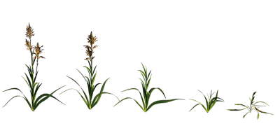 african cornflag 001 — download