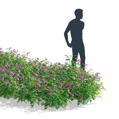 Дицентра великолепная цветы | Dicentra spectabilis — Вид 6