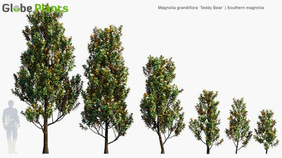 magnolia grandiflora teddy bear — download